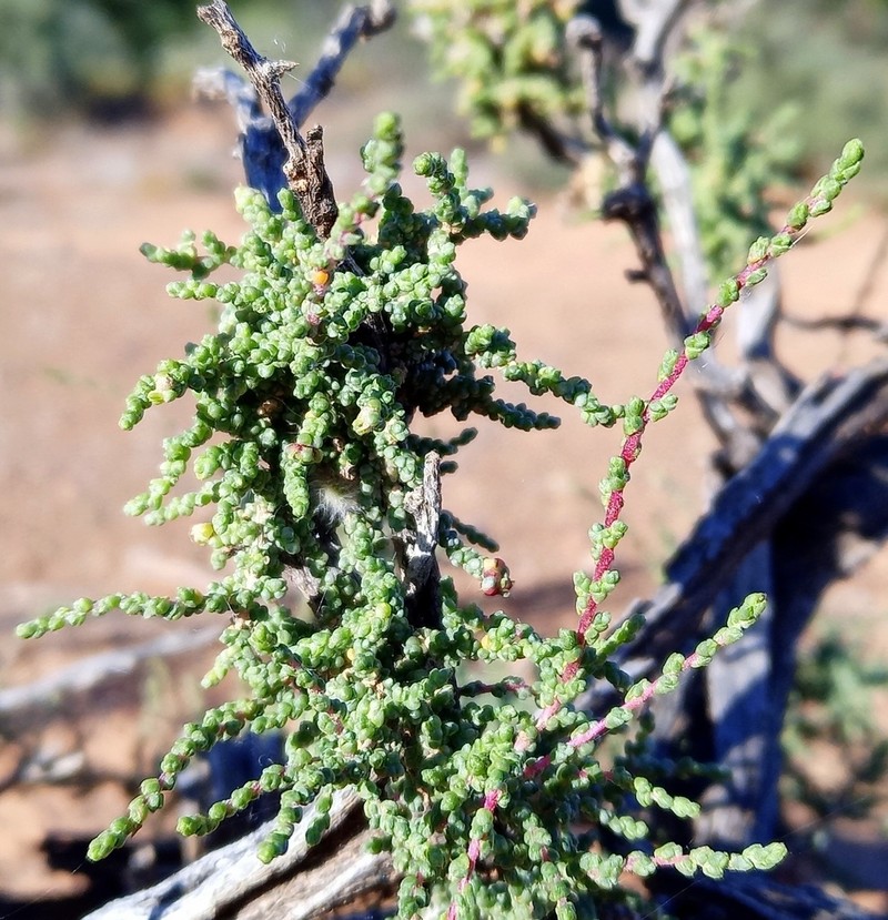 Caroxylon calluna photo 4