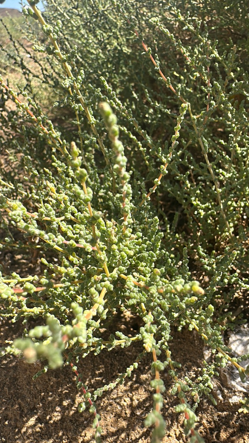 Caroxylon calluna photo 5