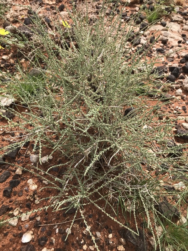 Caroxylon calluna photo 6