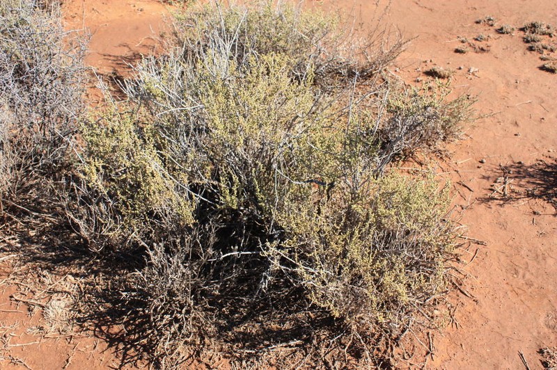 Caroxylon calluna photo 7