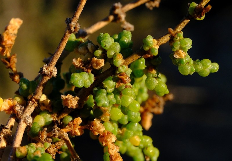 Caroxylon calluna photo 8