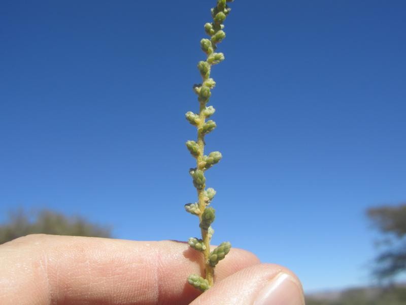 Caroxylon columnare photo 2