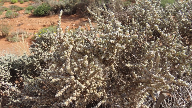 Caroxylon contrariifolium