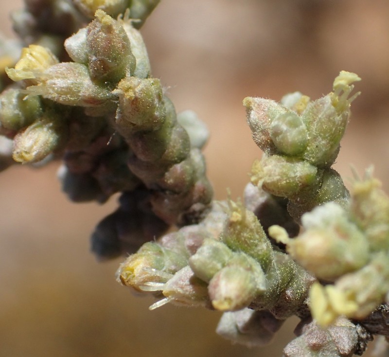 Caroxylon dealatum