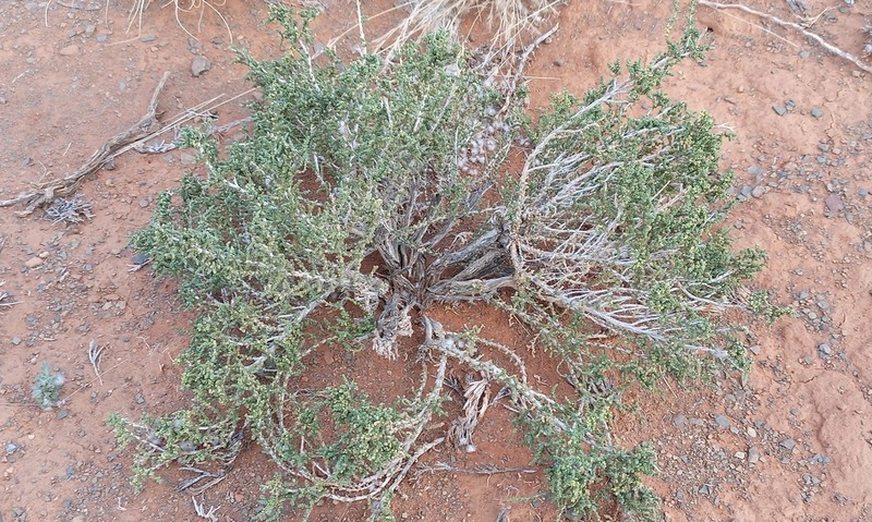 Caroxylon dealatum photo 2