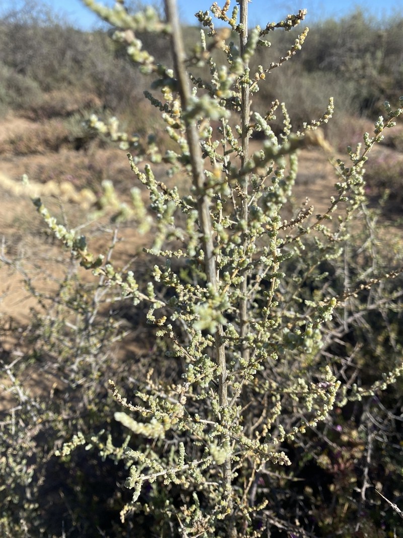 Caroxylon dealatum photo 3