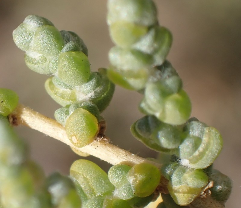 Caroxylon dealatum photo 4
