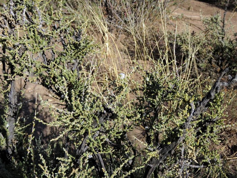 Caroxylon dealatum photo 5