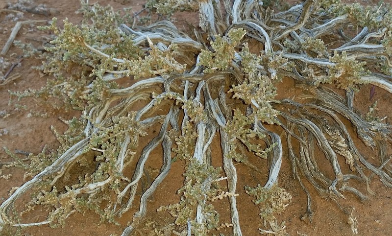 Caroxylon dealatum photo 6