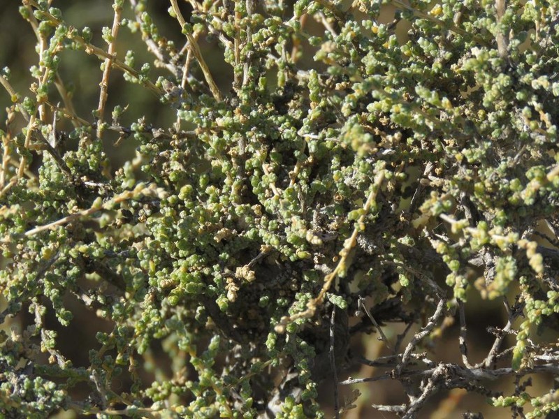 Caroxylon dealatum photo 8