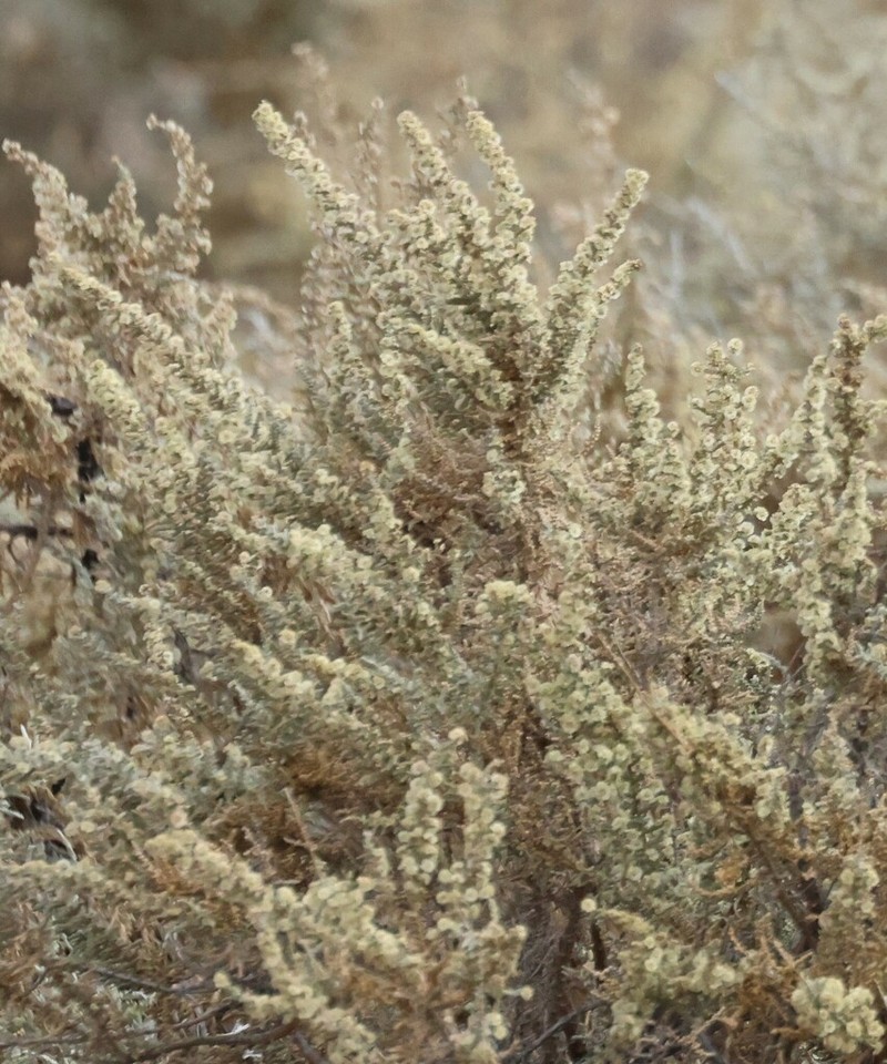 Caroxylon etoshense