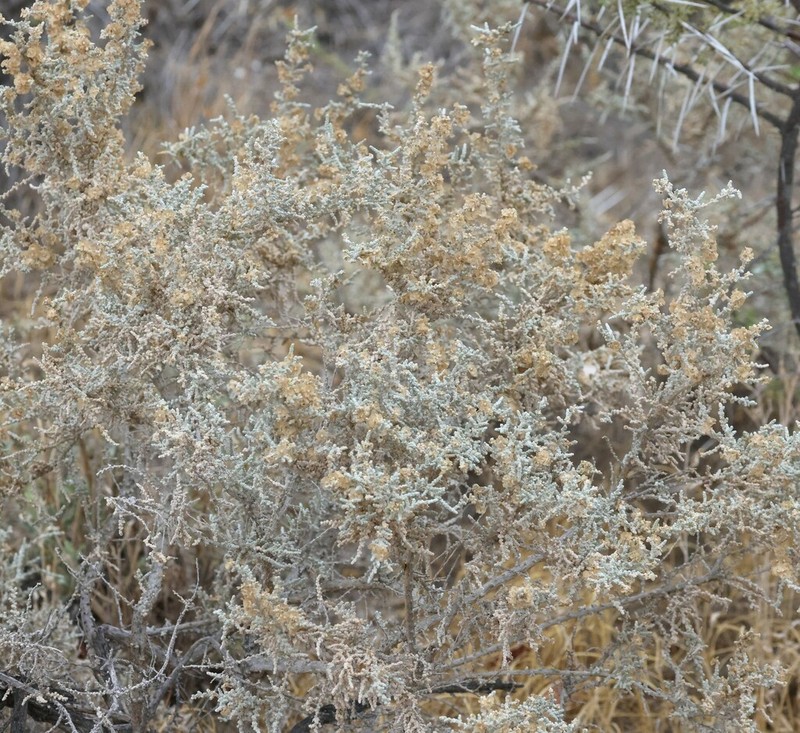 Caroxylon etoshense photo 4