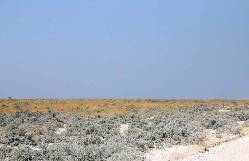 Caroxylon etoshense photo 6