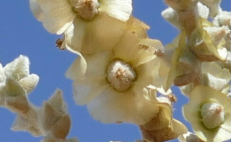 Caroxylon garubicum photo 2