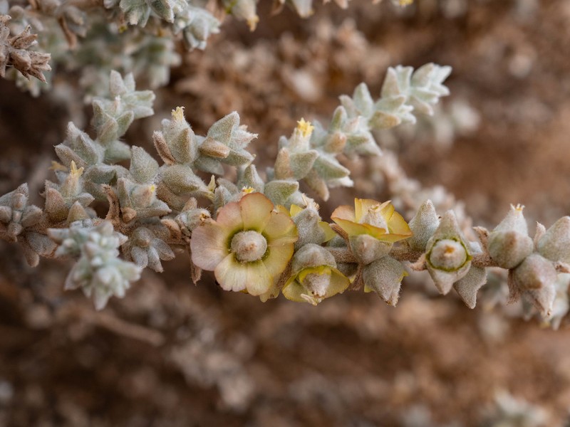 Caroxylon garubicum photo 3