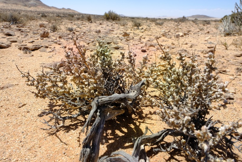 Caroxylon garubicum photo 4