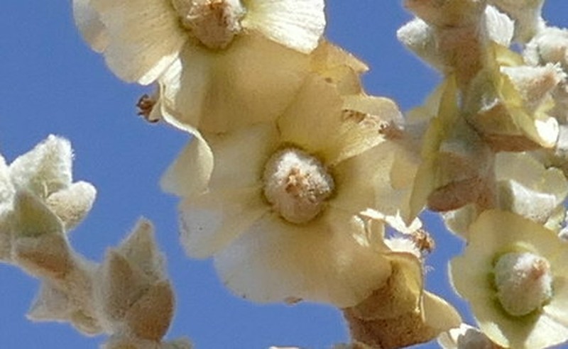 Caroxylon garubicum photo 5