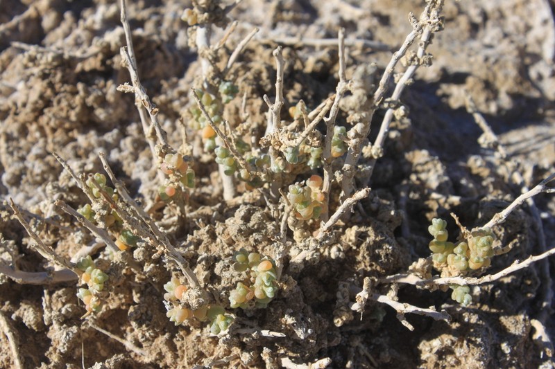Caroxylon inapertum