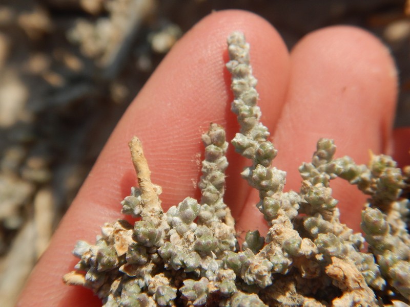 Caroxylon melananthum