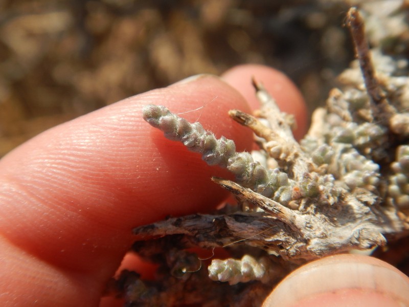 Caroxylon melananthum photo 2