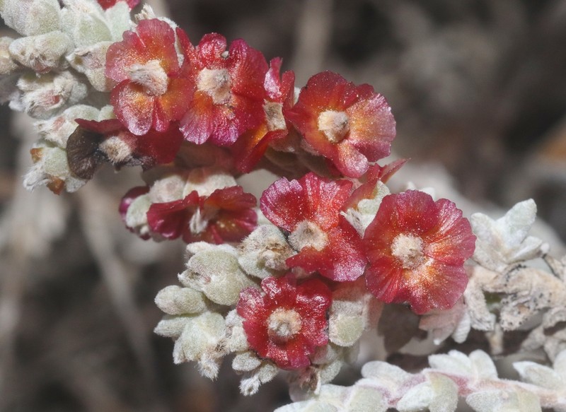 Caroxylon omanense