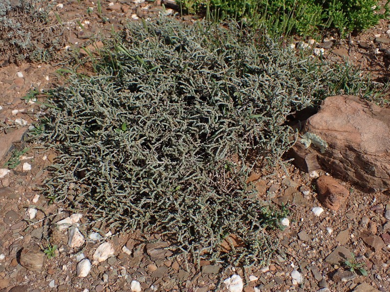 Caroxylon phillipsii