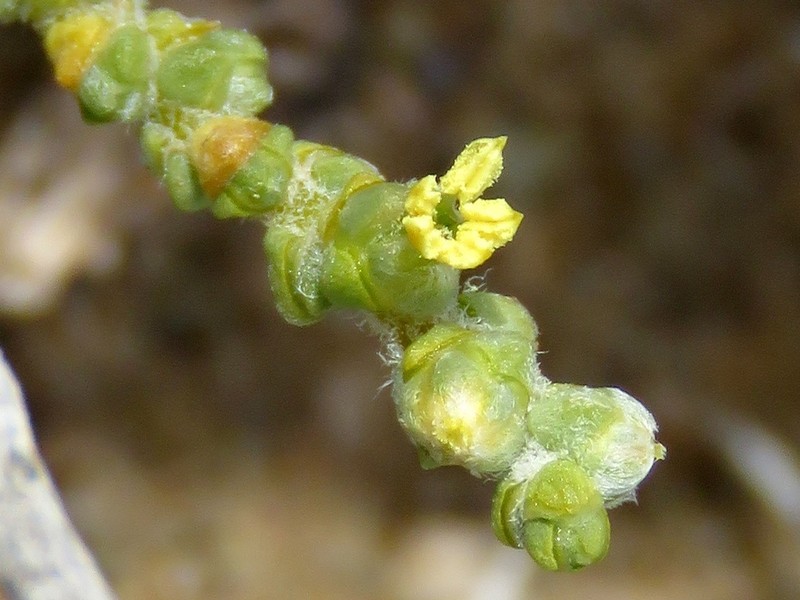 Caroxylon phillipsii photo 2