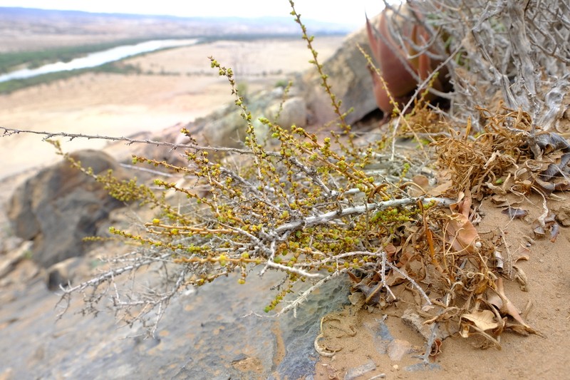 Caroxylon pillansii