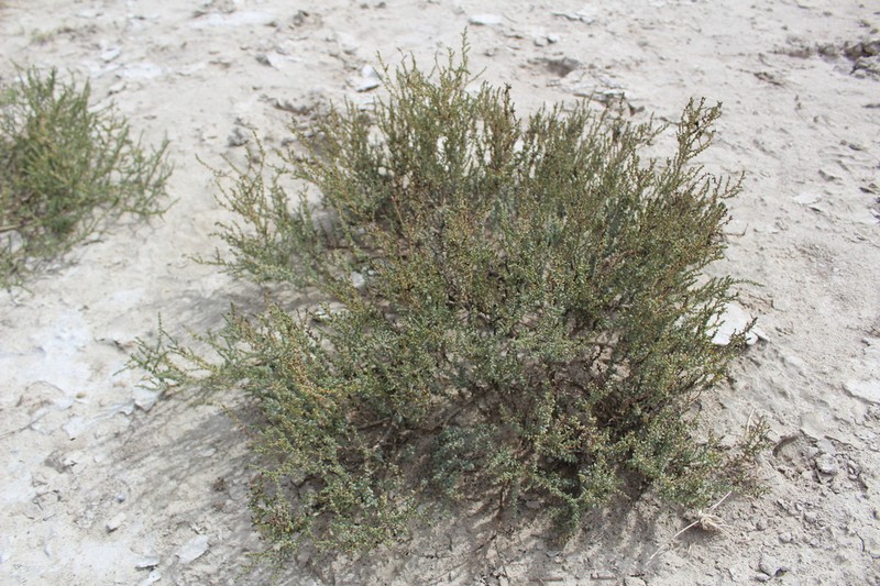 Caroxylon rabieanum