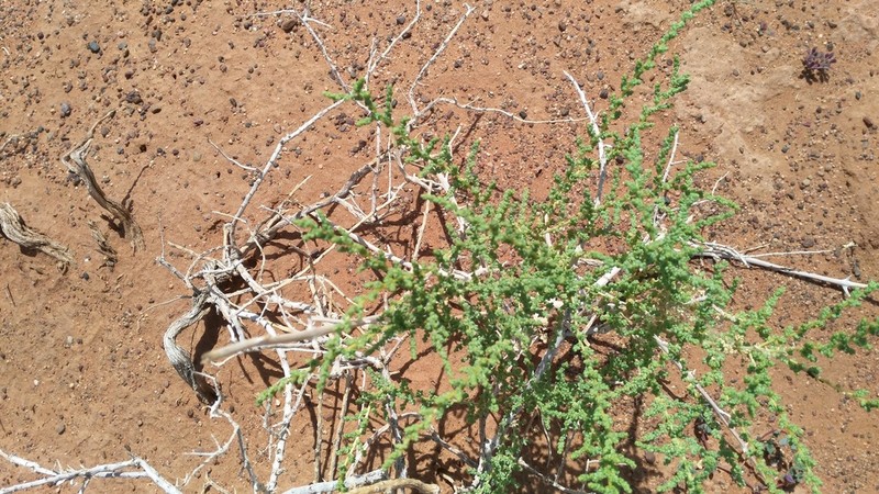 Caroxylon rabieanum photo 2