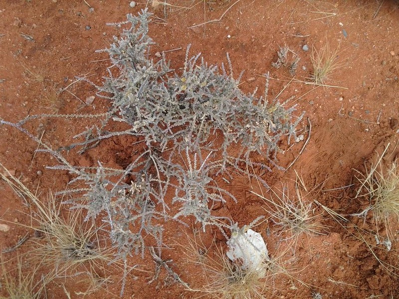 Caroxylon rabieanum photo 3