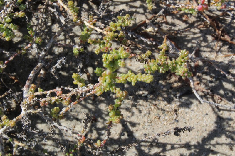 Caroxylon rabieanum photo 4