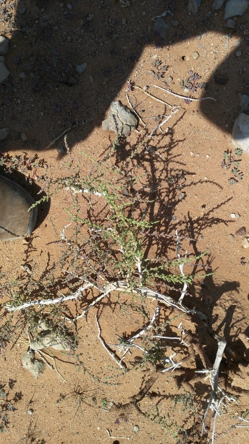 Caroxylon rabieanum photo 5