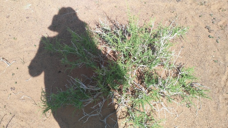 Caroxylon rabieanum photo 7