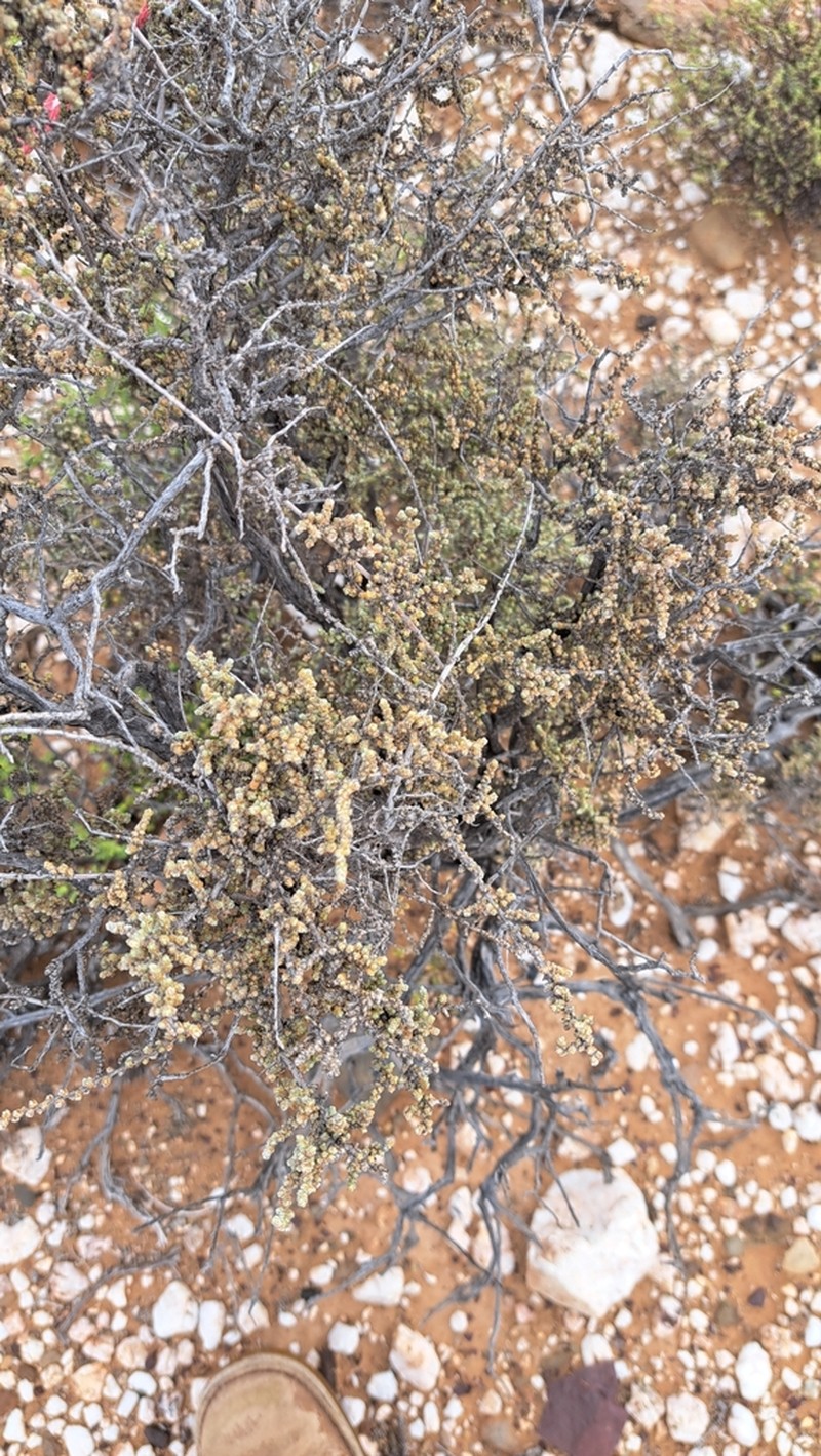 Caroxylon rabieanum photo 8