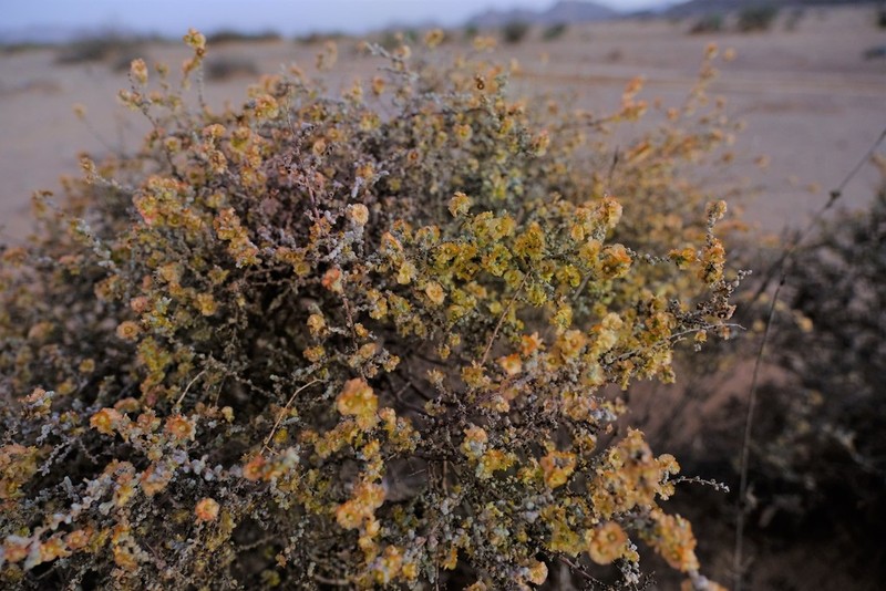 Caroxylon ruschii