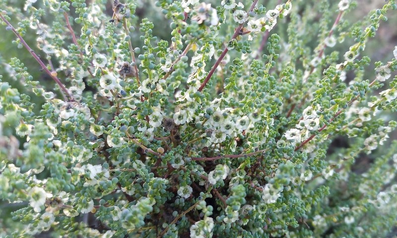 Caroxylon smithii