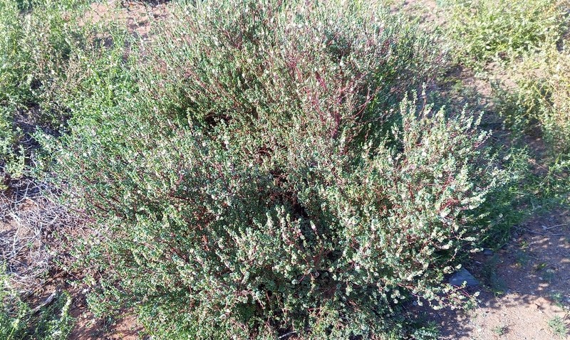 Caroxylon smithii photo 2