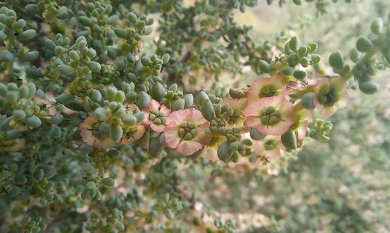 Caroxylon smithii photo 4