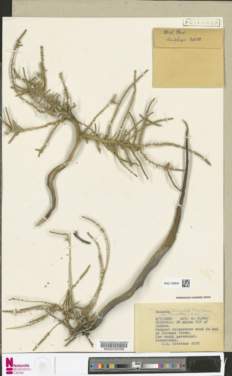 Caroxylon tuberculatiforme
