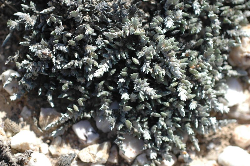 Caroxylon verdoorniae photo 2