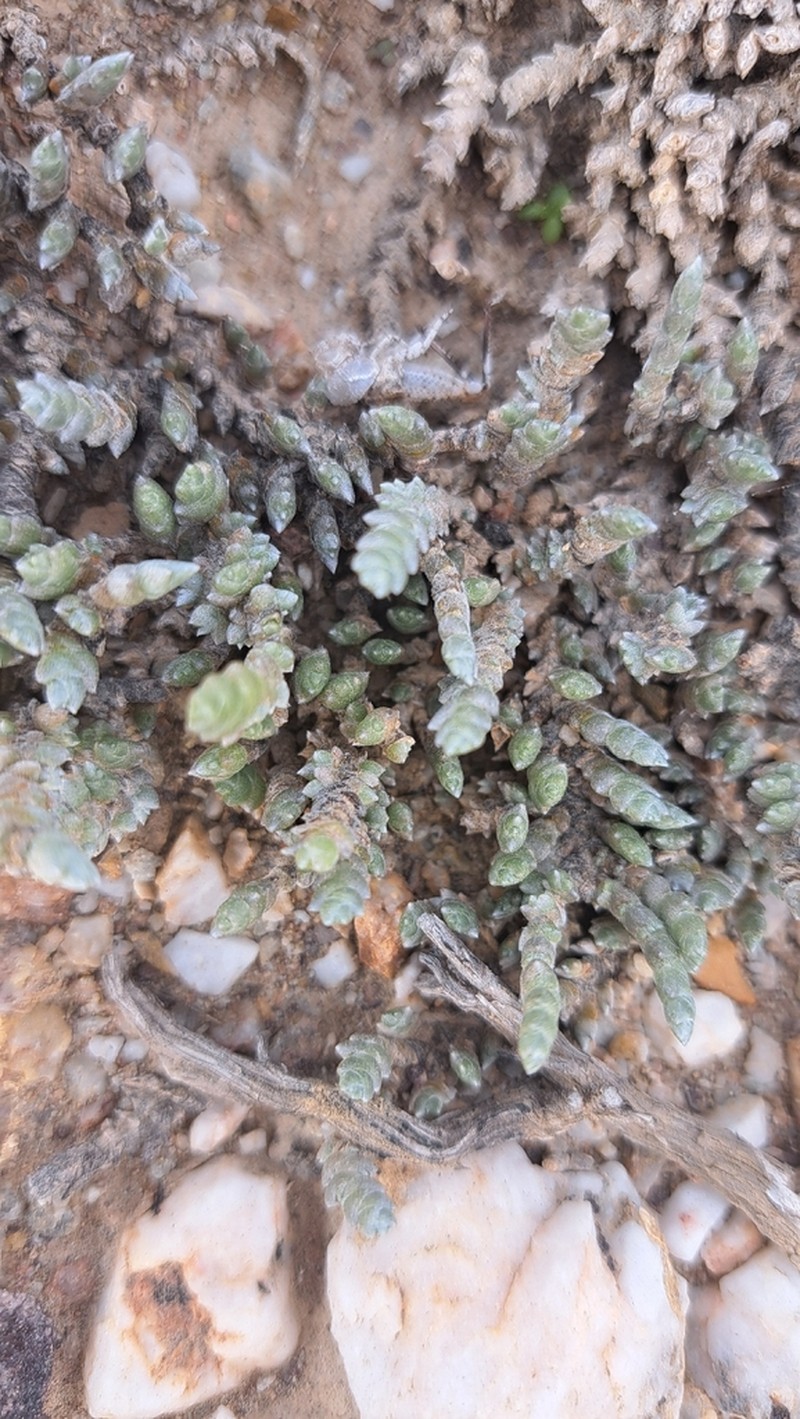 Caroxylon verdoorniae photo 3