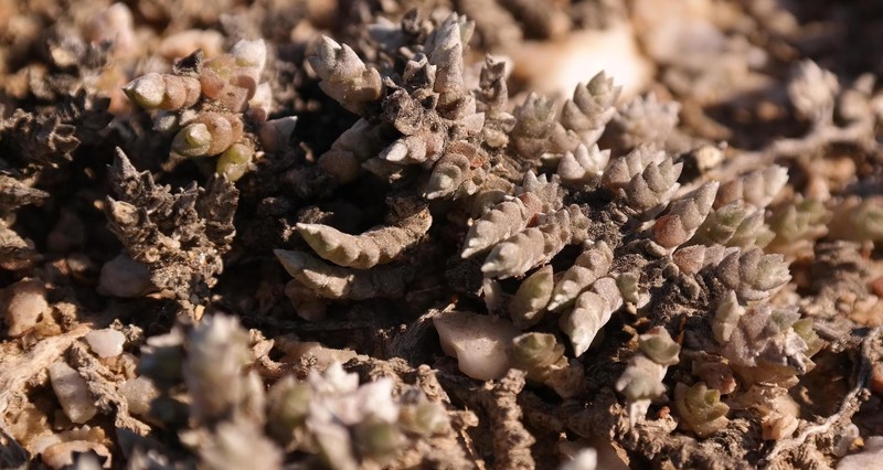 Caroxylon verdoorniae photo 4