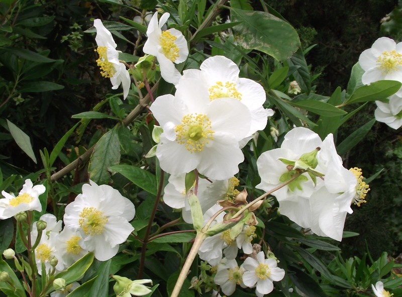 Tree Anemone