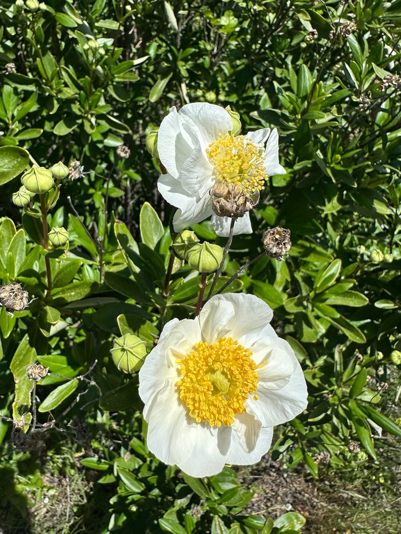 Tree Anemone