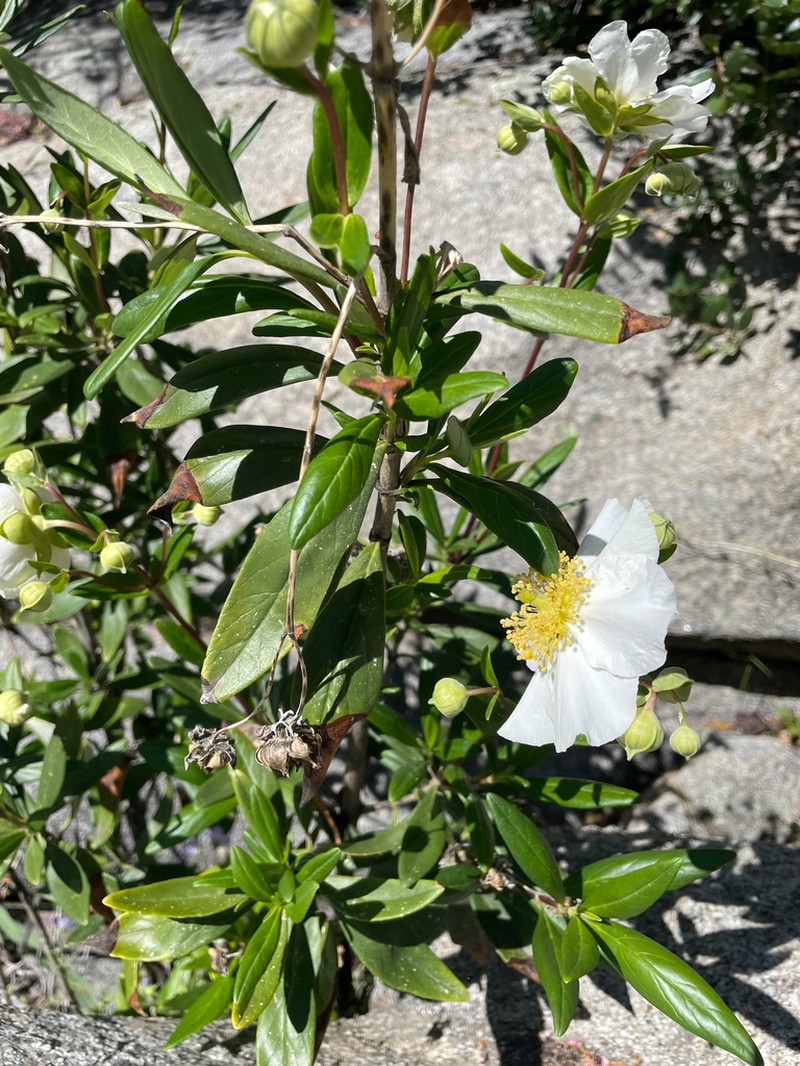 Tree Anemone photo 2