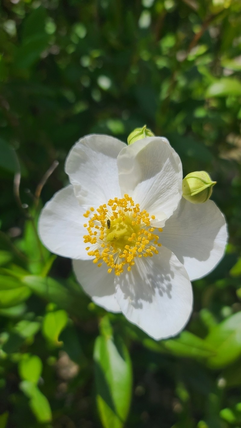 Tree Anemone photo 3