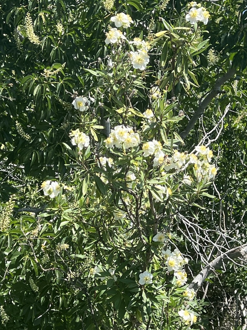 Tree Anemone photo 4