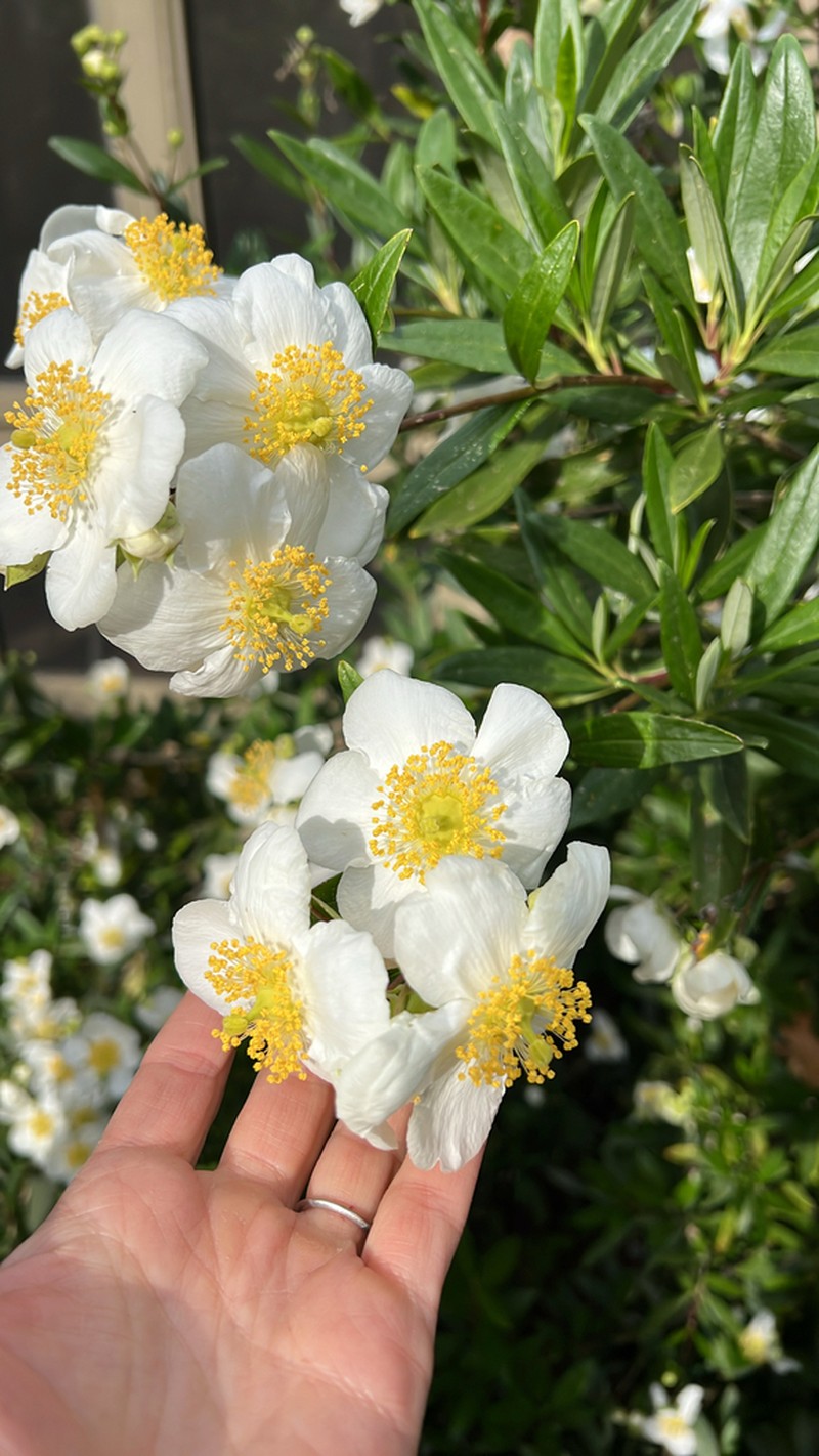 Tree Anemone photo 5