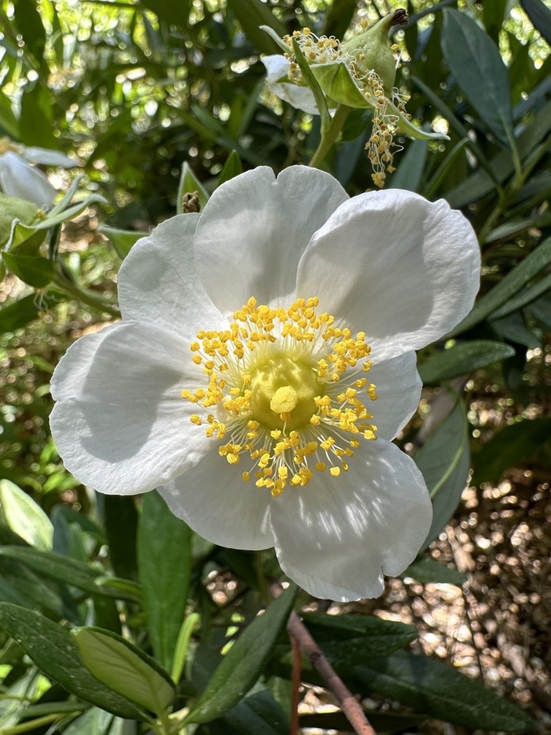 Tree Anemone photo 6